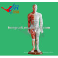 Anatomía Profesional 55cm Medical Acupuncture &amp; Muscle Model